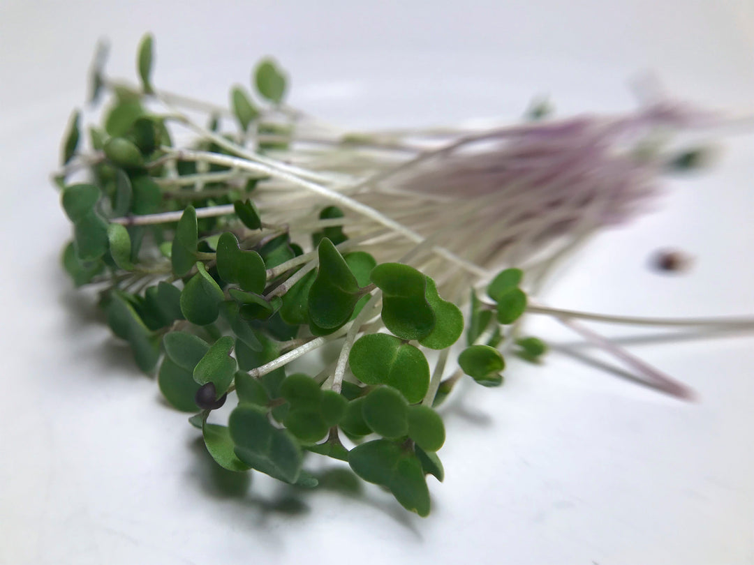 Red Kale Microgreen Seeds