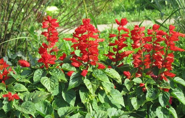 fire flower seeds Buy Salvia St John's Fire Flower Seeds from AllThatGrows