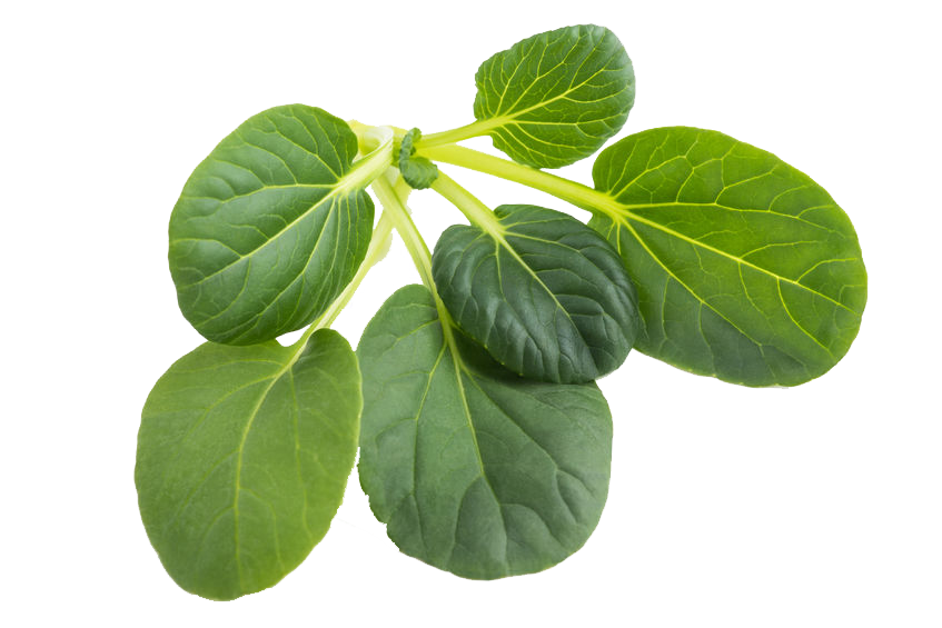 Tatsoi Green Seeds