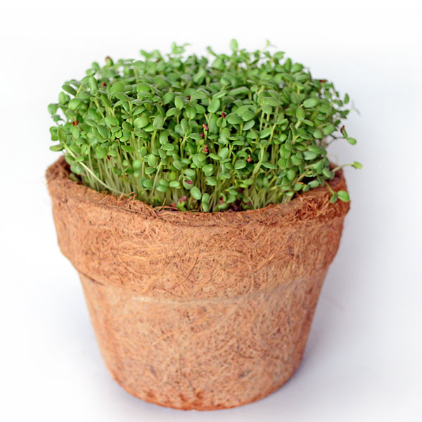 Clover microgreen seeds