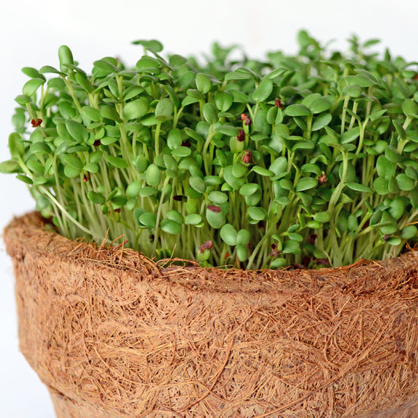 Clover microgreen seeds