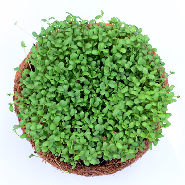 Clover microgreen seeds