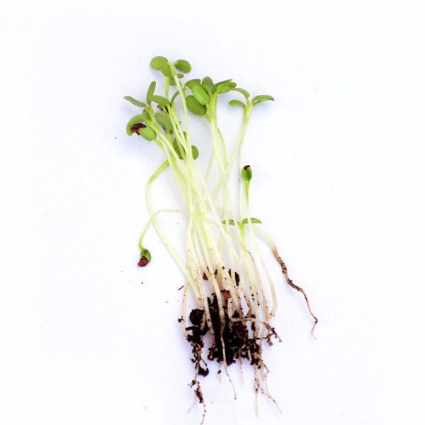 Clover microgreen seeds
