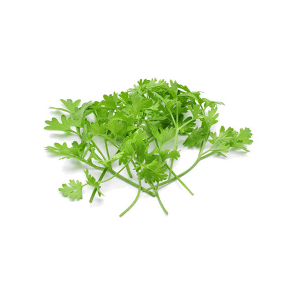 Coriander microgreen seeds