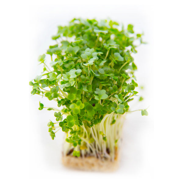 garden cress seeds in telugu name Garden Cress Microgreen Seeds