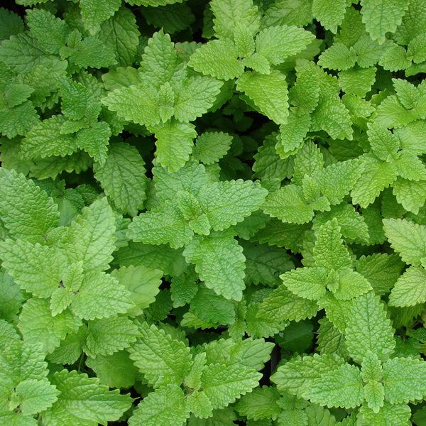 Lemon Balm Seeds