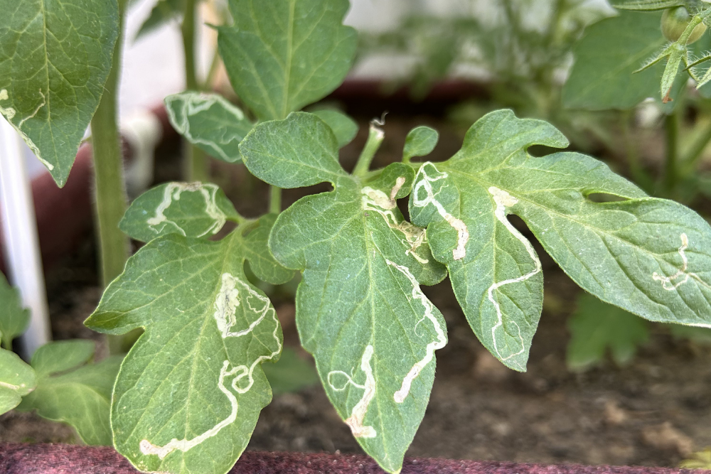 Stop Leaf Miners Early: A Simple Guide for Home Gardeners
