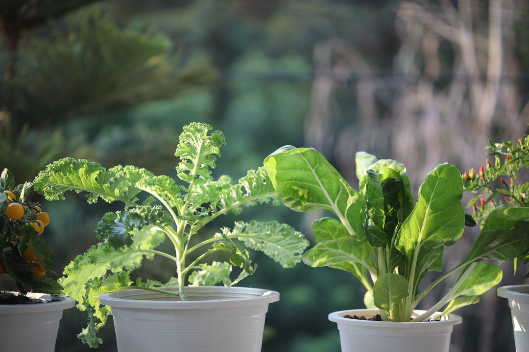 7 Varieties to Grow on Your Balcony This September in India