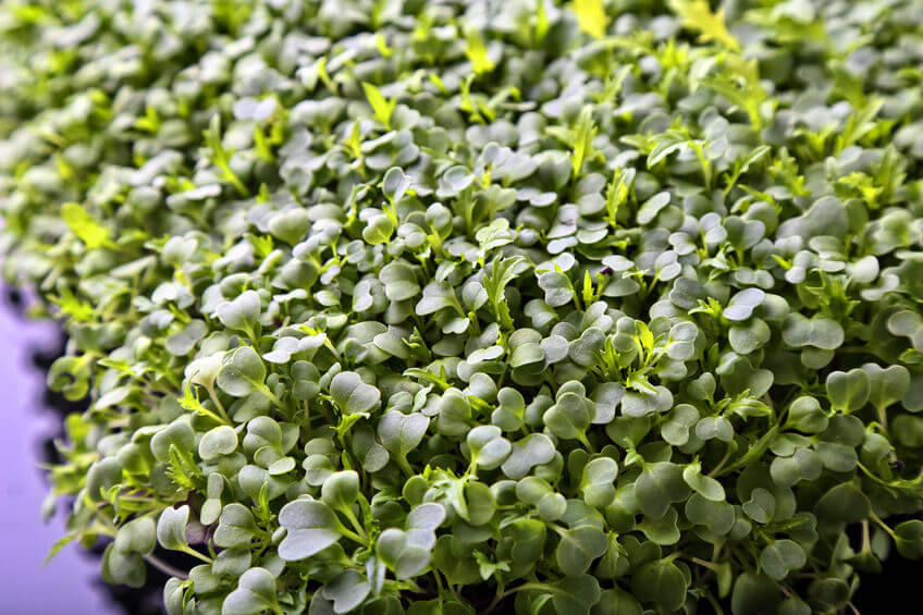 Fresh Broccoli Microgreens - high in sulforaphane for detox