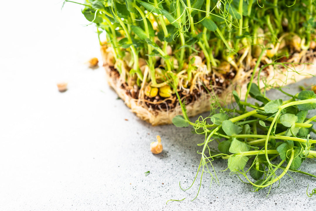 How to Grow Pea Microgreens at Home
