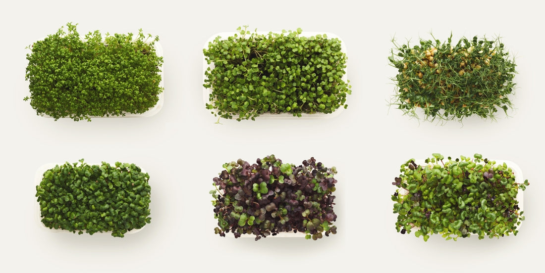 AllThatGrows