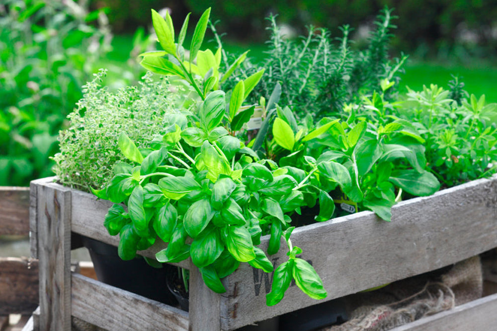 How to start: seeds vs transplants