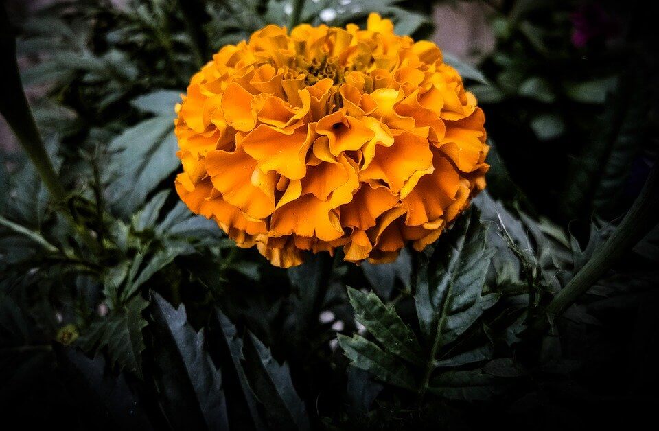 AllThatGrows