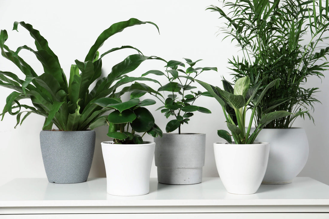 AllThatGrows