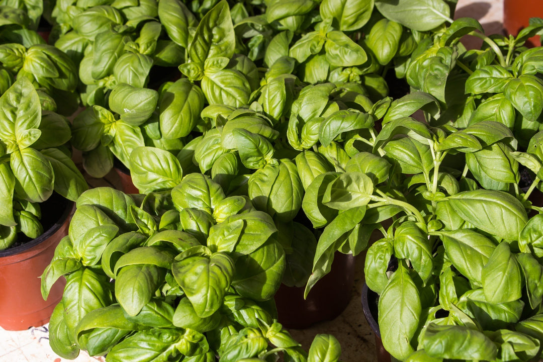 Six Basil Varieties You Must Grow at Home