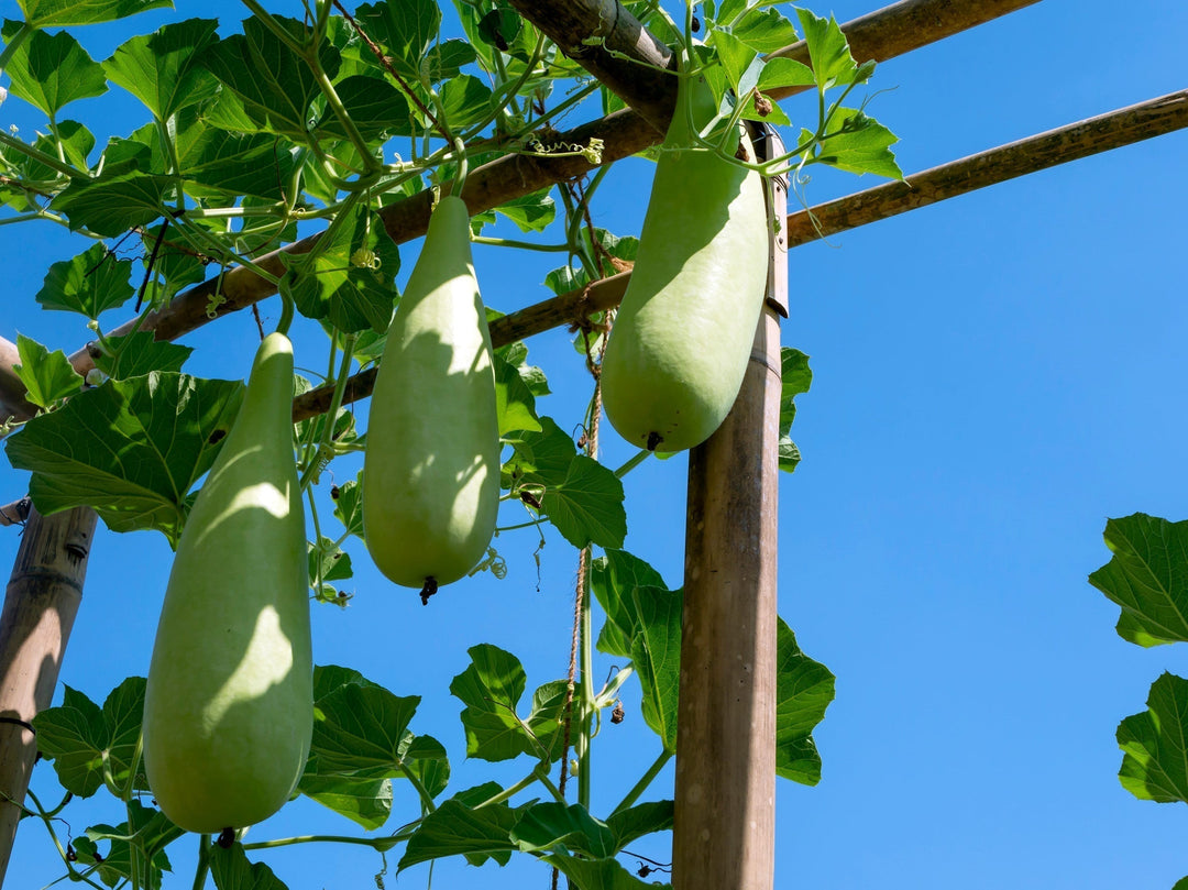 Growing Bottle Gourd (Lauki/Doodhi) from Seeds: Long vs Bulb Varieties