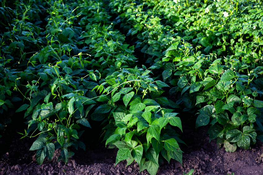AllThatGrows