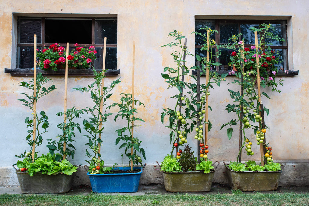 Why Every Indian Home Must Have a Kitchen Garden