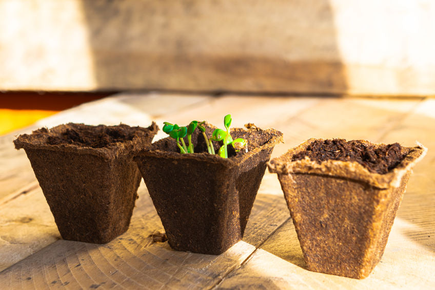 AllThatGrows