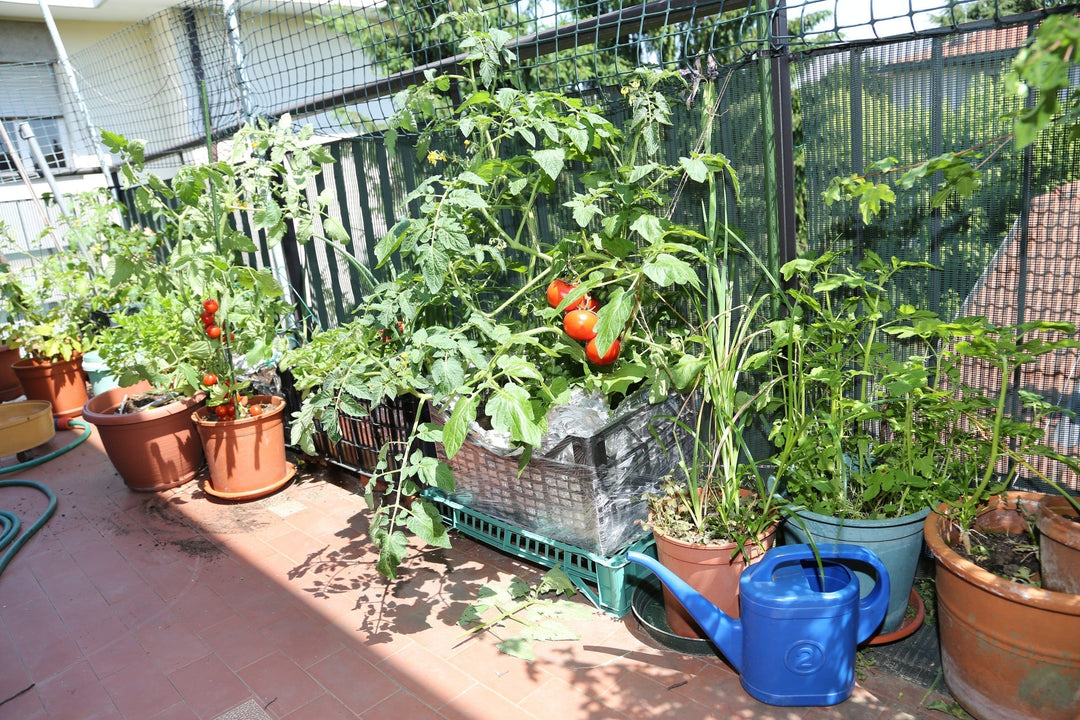 Save Your Garden in India’s 40°C+ Heat