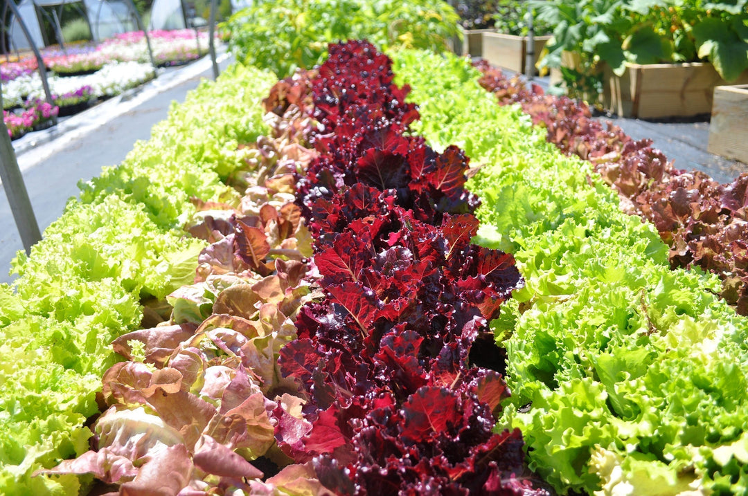 Growing Fresh Lettuce in Indian Balconies
