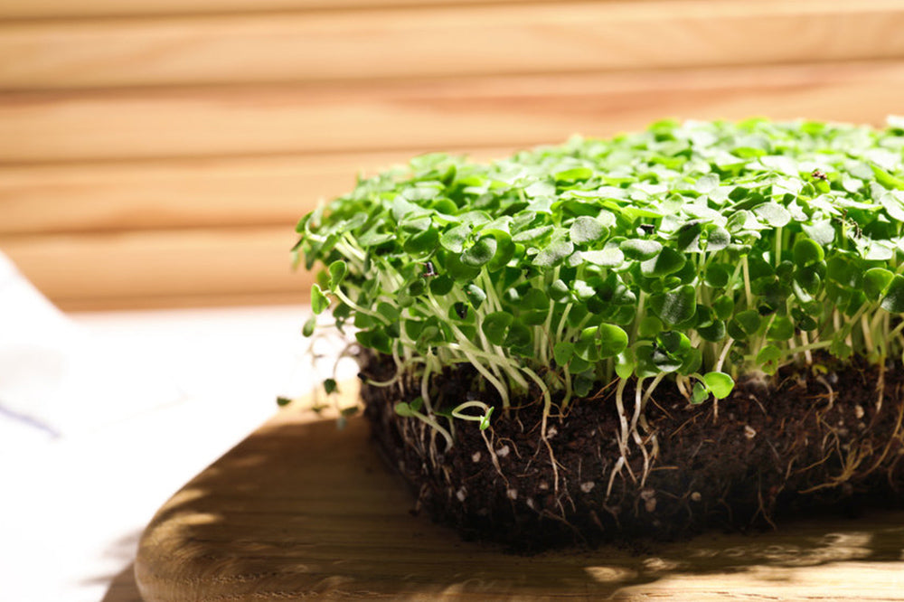 Microgreen Farming How to Grow Microgreens for Profit