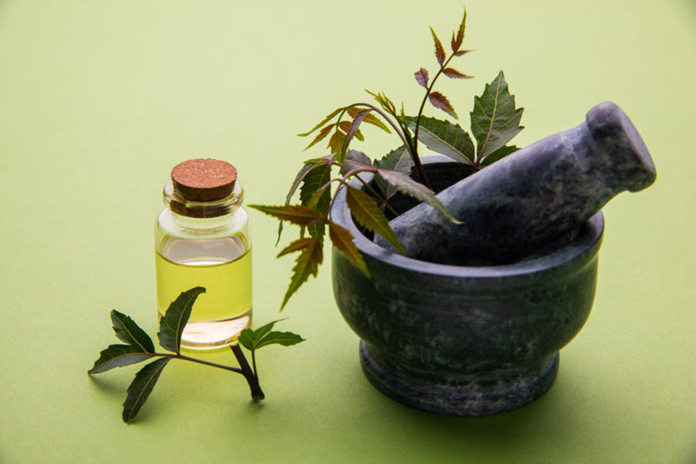 How to Make Organic Neem Oil Spray for the Garden?