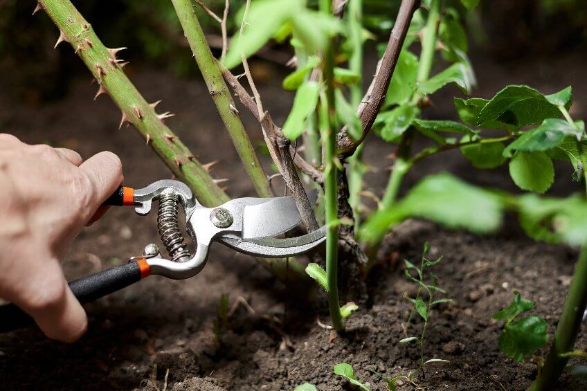 Pruning and Training Your Plants for Optimal Growth