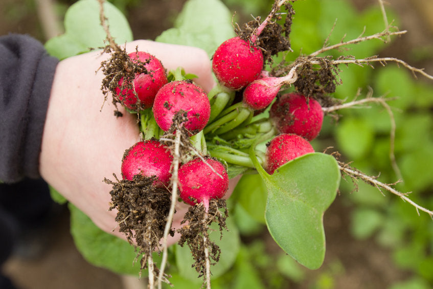 Types of Radish Varieties and Growing Tips – AllThatGrows