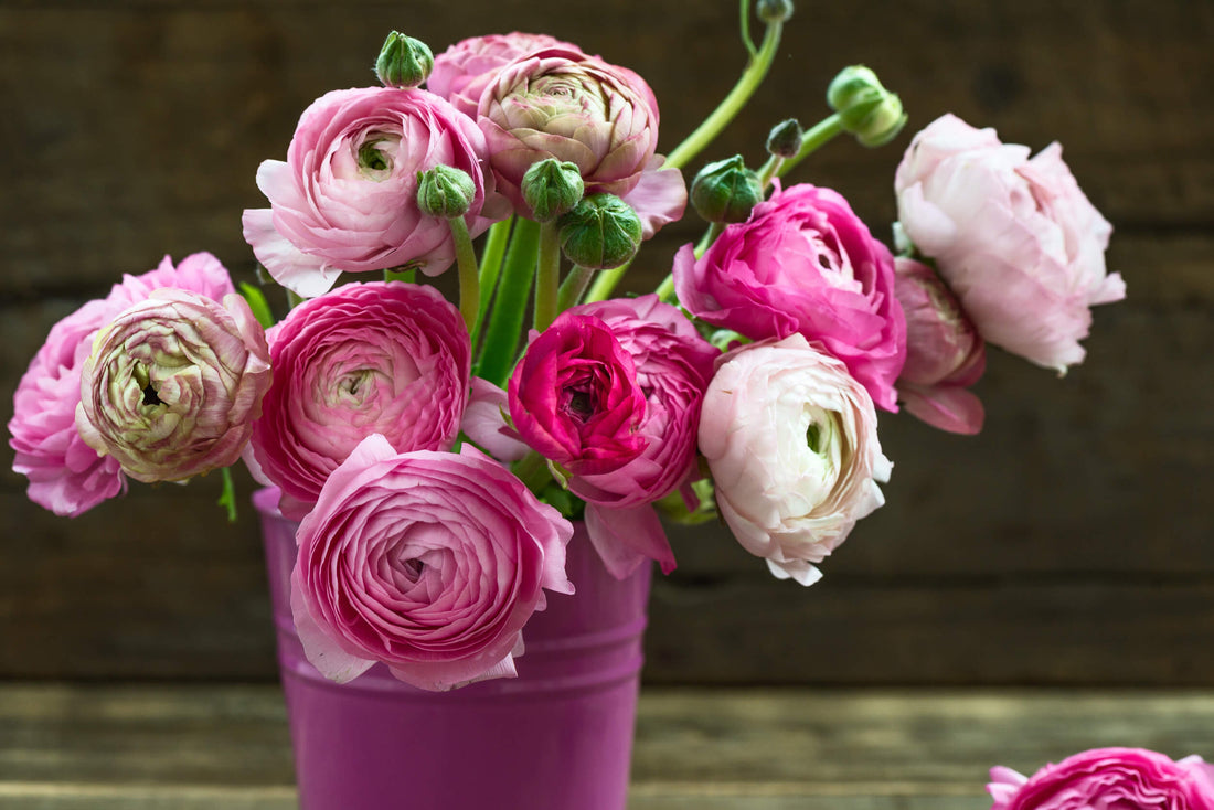 How to Grow Ranunculus Bulbs in India this Autumn | AllThatGrows