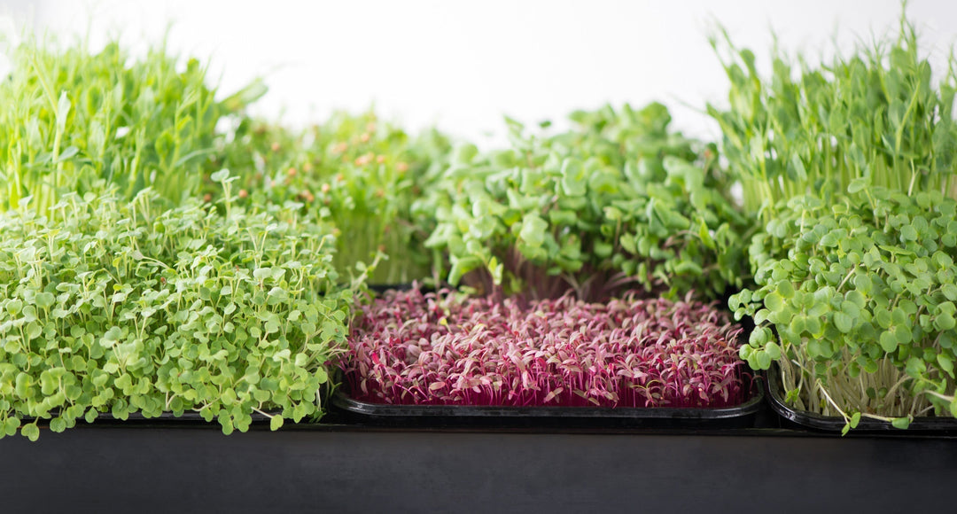 Succession Planting Microgreens: Harvest Fresh Greens Every Day