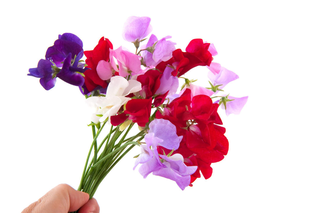 AllThatGrows