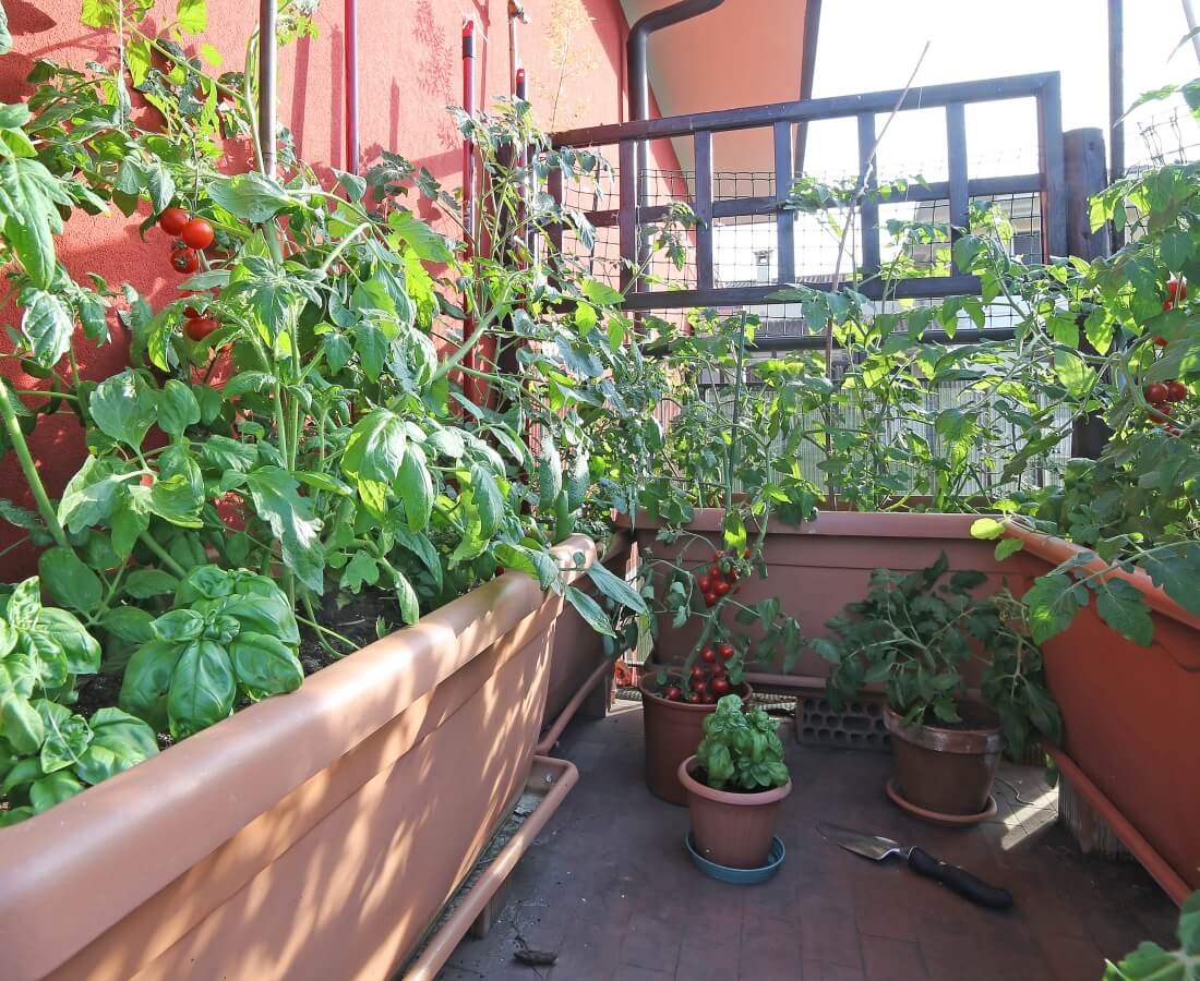 Choosing the Right Location for Your Rooftop Garden - Asset Hub
