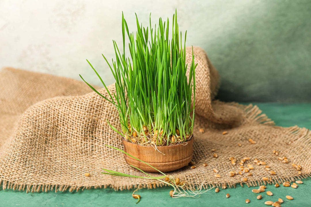 Grow Your Own Wheatgrass Microgreens at Home