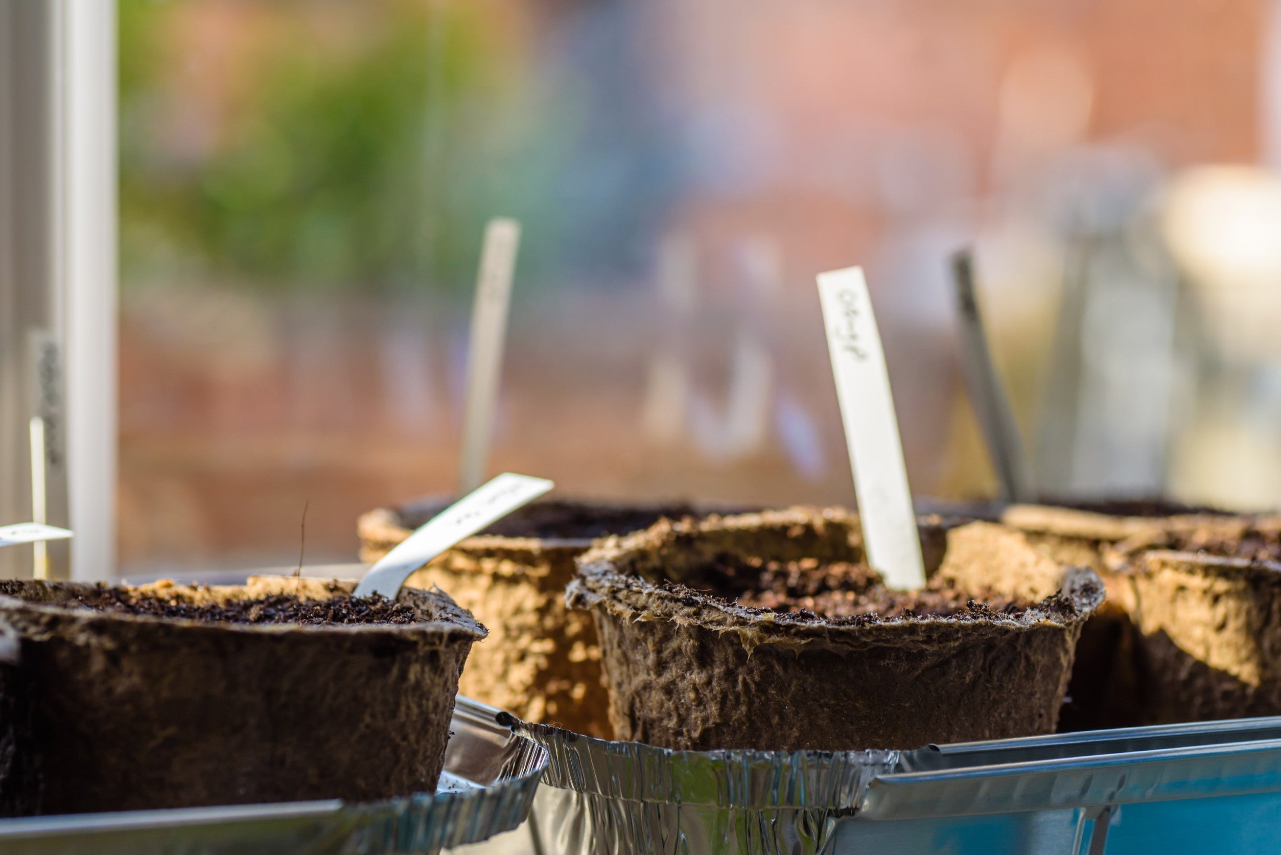 7 Easy Seeds to Start Indoors This Spring in India – AllThatGrows