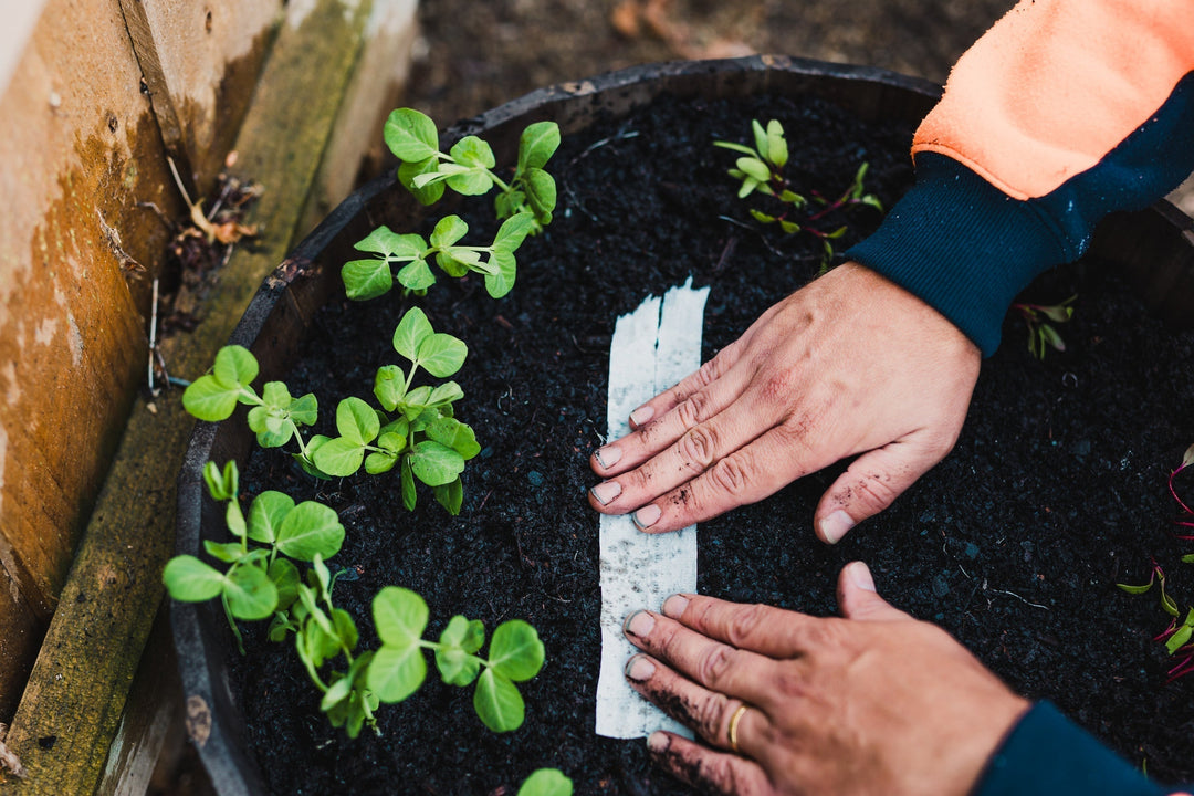 Peas in Pots: How to Grow Them at Home in India