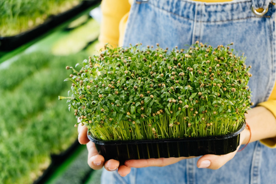 Non-Treated Seeds for Commercial Microgreen Farming in India