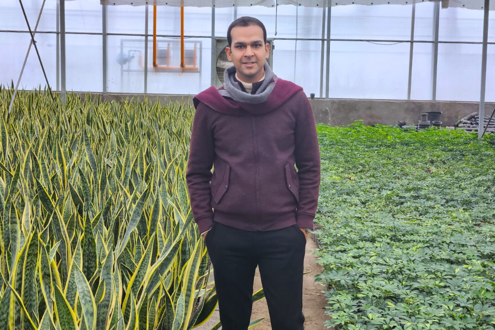 6 Winter Greens I Grow Every Year