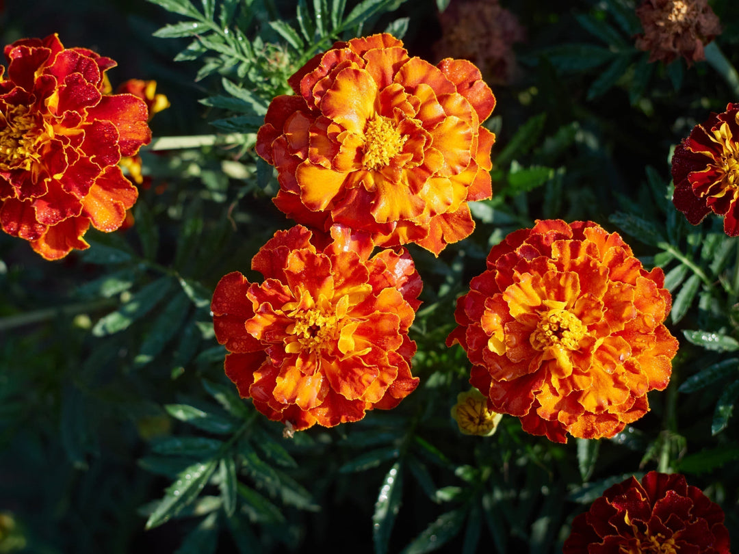 How to Grow Marigold Flowers at Home: A Complete Guide