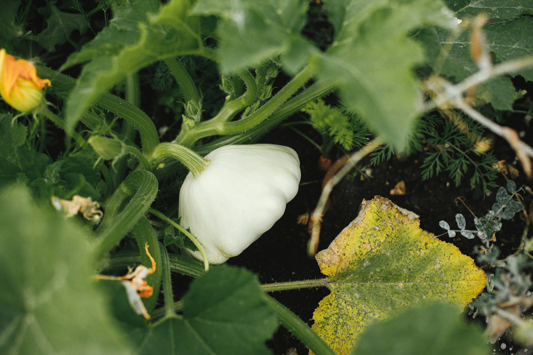 Grow the New Patty Pan Squash at Home: A Complete Guide