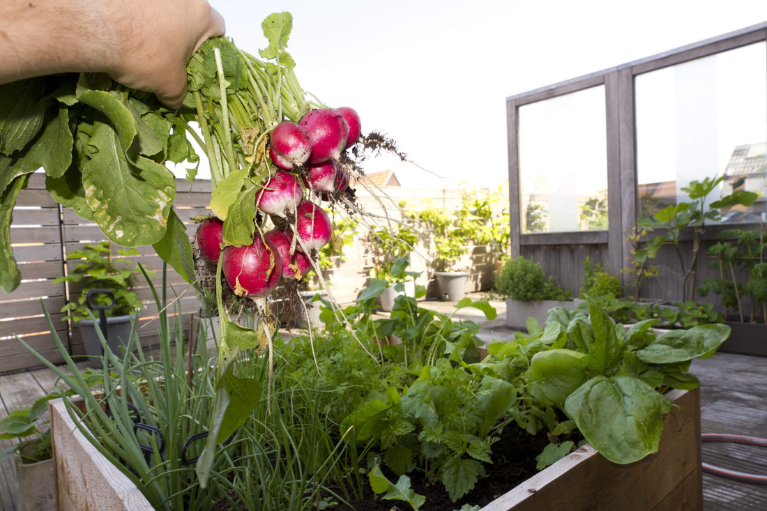 Quick-Growing Veggies To Harvest In 30 Days