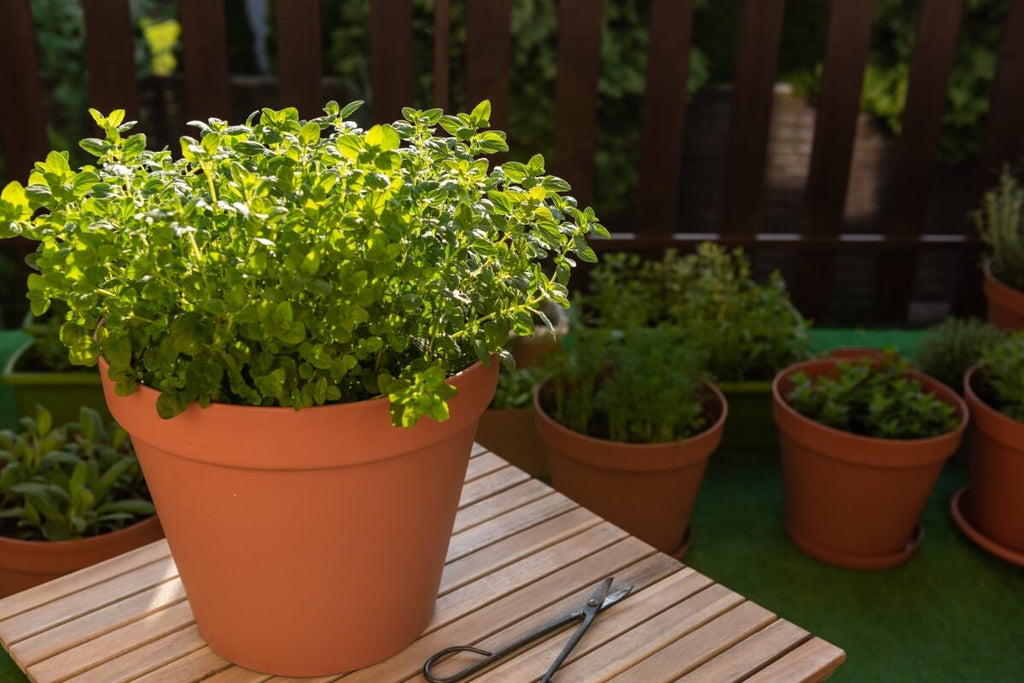 Quick Guide to Growing and Harvesting Oregano at Home