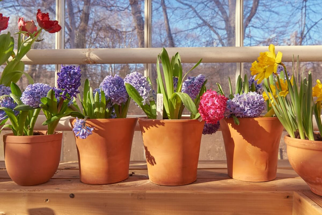 Bulb in Pots A Guide to Growing Tulips, Daffodils, and More in Pots