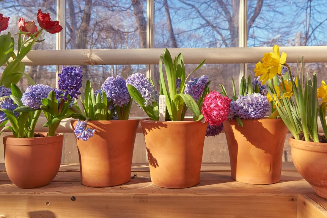 Spring Bulb Pots How To Grow Bulbs In Pots at Palmer Ellerbee blog