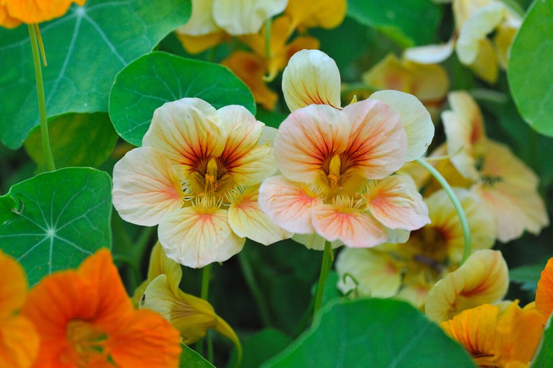 These cheerful trailing flowers are entirely edible (leaves and flowers alike), attract beneficial insects, and act as a natural pest deterrent in companion planting.