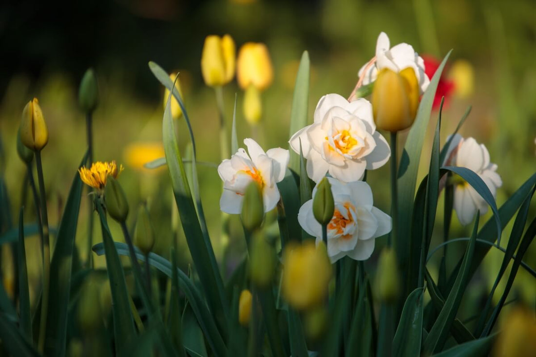 Spring Bulbs Path Spring Bulb Planting Guide How To Build A Bulb Lasagne This Fall For