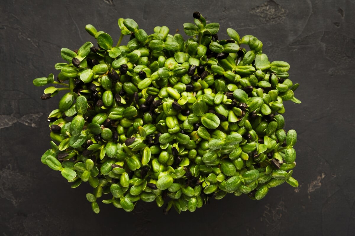 Grow Sunflower Microgreens at Home - Step by Step Guide – AllThatGrows