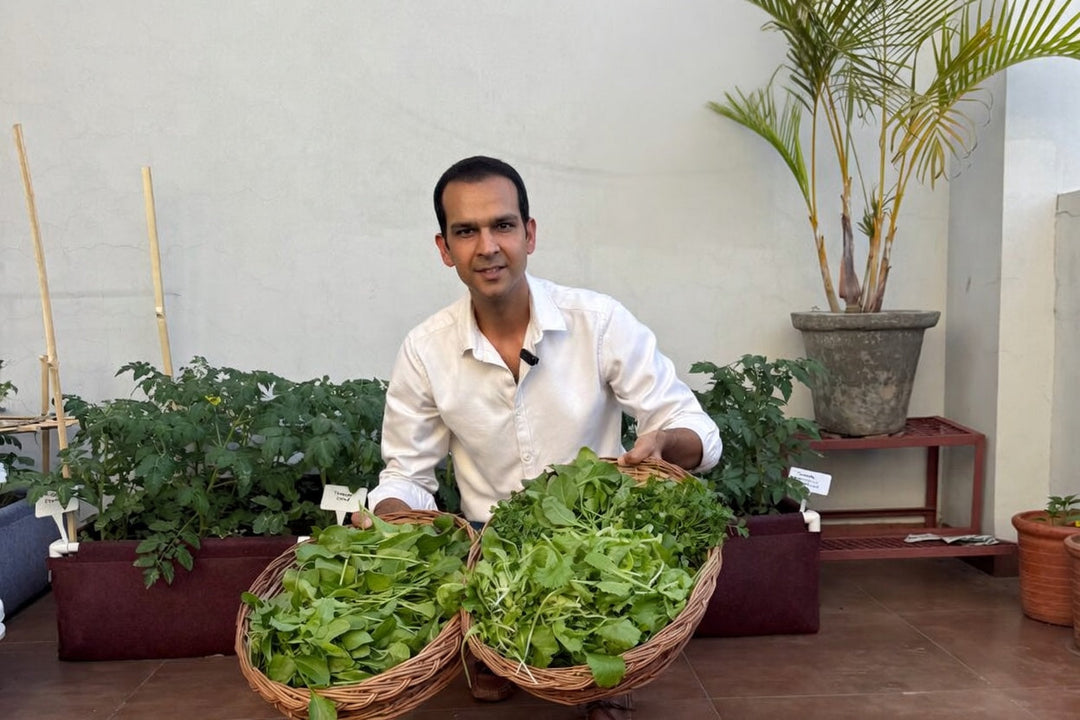 Why is Growing Food in Cities Important in India?