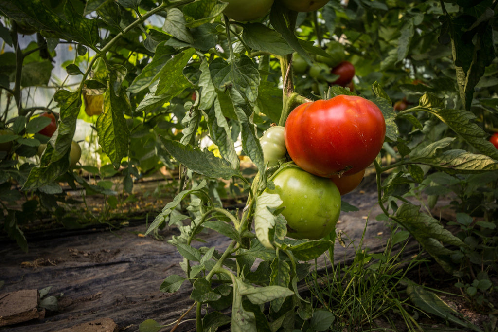 Exotic Vegetable Seeds