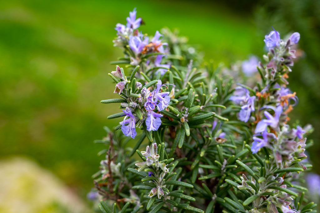 Exotic Herbs